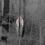 Termovize FLIR Scout Pro III