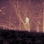 Termovize FLIR Scout Pro III